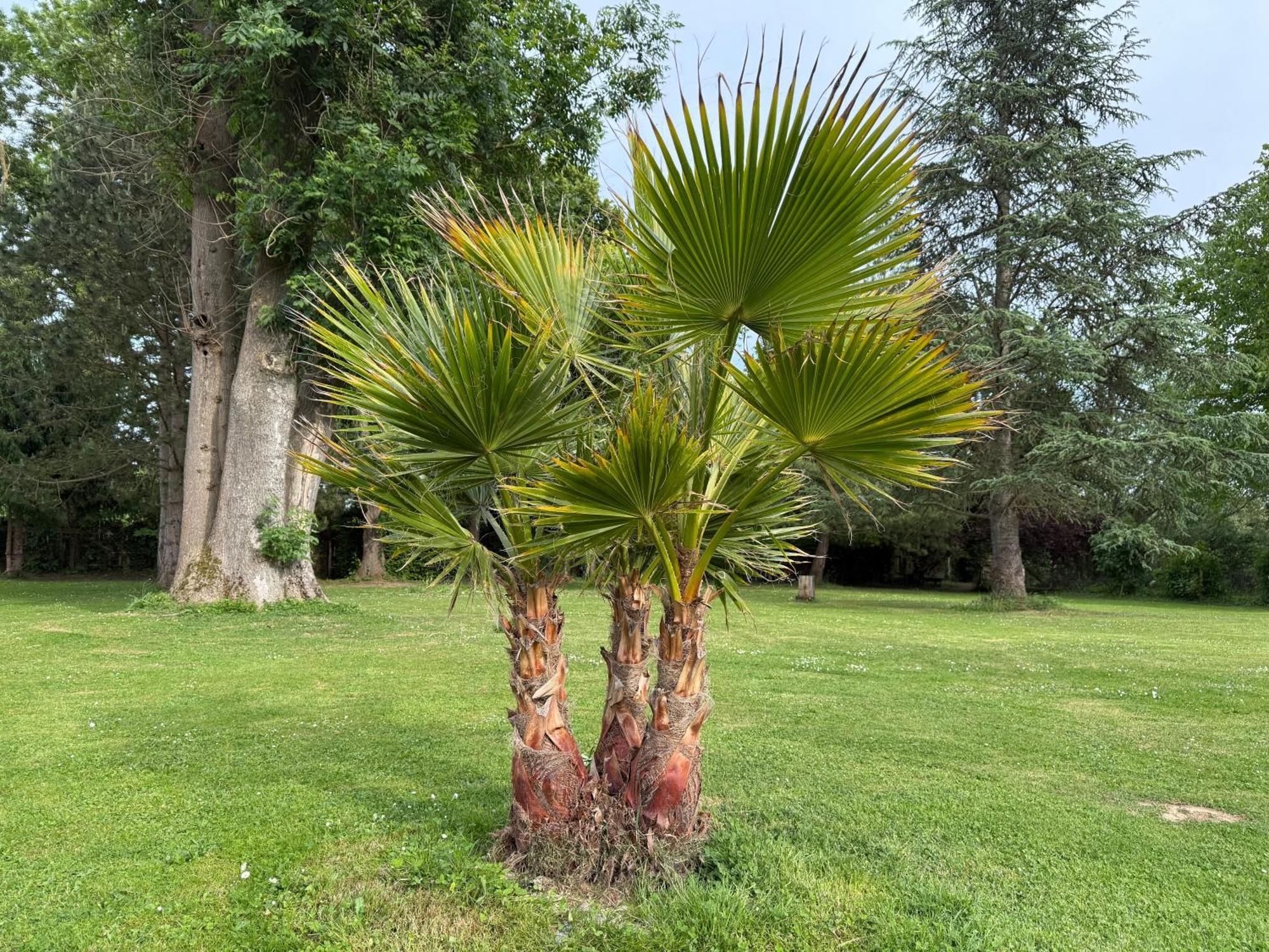 Appartement Familial Au Bord De La Marne, Jardin Tropical , Piscine, Tennis, Terrasse, Parking Gratuit Proche Disneyland Иль-ле-Вильнуа Экстерьер фото
